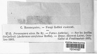 Peronospora nivea image